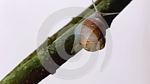 Snail on big branches of a tree