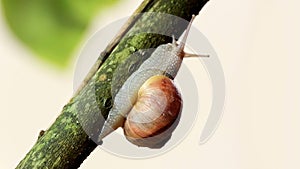 Snail on big branches of a tree