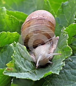 Snail