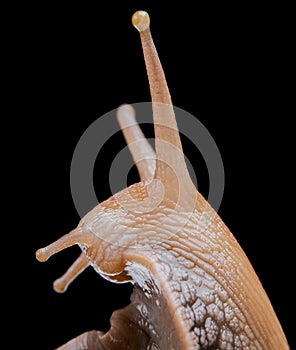 Snail on black background macro