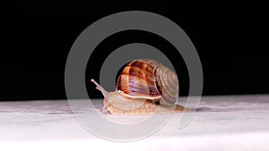 A snail on a black and white background