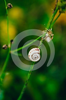 Snail on a a blade of grass