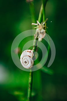 Snail on a a blade of grass