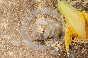 Snail Beside Blossom Turning Over