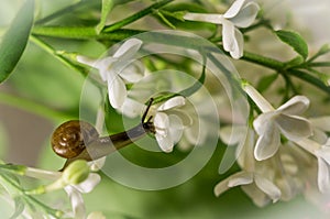 Snail in the blossoming lilac. Macro, soft focus. beautiful spring background