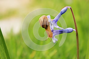 Snail on the blue flower