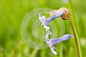 Snail on the blue flower