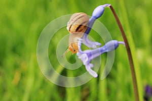 Snail on the blue flower