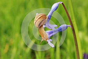 Snail on the blue flower