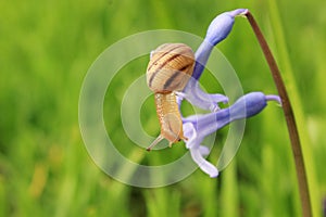 Snail on the blue flower