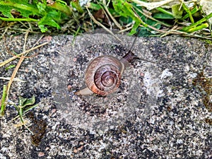 snail on a blurred concrete background in the daytime