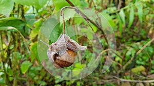 Snail on a branch in the green forest in summer