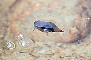 A snail breathing on the top of the water surface