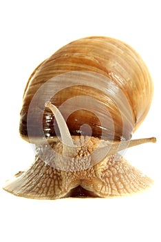 Snail from a breeding facility