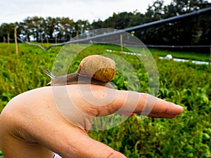 Human contact with the snail. photo