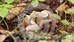 Snail breeding, nature in spring, close-up. Two snails intertwined with each other