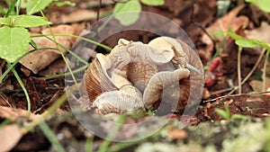 Snail breeding, nature in spring, close-up. Two snails intertwined with each other