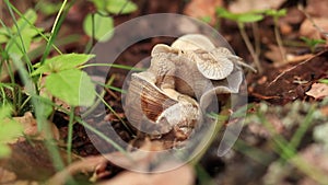 Snail breeding, nature in spring, close-up. Two snails intertwined with each other