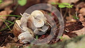 Snail breeding, nature in spring, close-up. Two snails intertwined with each other