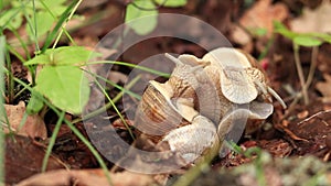 Snail breeding, nature in spring, close-up. Two snails intertwined with each other