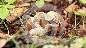 Snail breeding, nature in spring, close-up. Two snails intertwined with each other