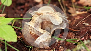 Snail breeding, nature in spring, close-up. Two snails intertwined with each other