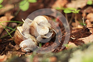 Snail breeding, nature in spring, close-up. Two snails intertwined with each other