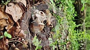 Snail breeding, nature in spring, close-up. Two snails intertwined with each other