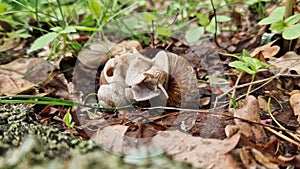 Snail breeding, nature in spring, close-up. Two snails intertwined with each other