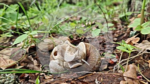 Snail breeding, nature in spring, close-up. Two snails intertwined with each other