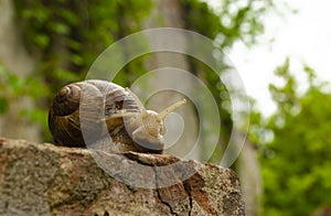 Snail on the bricks of a building. The snail over the cliff looks thoughtfully far away. The concept of inevitability, difficulty