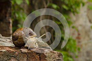 Snail on the bricks of a building. The snail over the cliff looks thoughtfully far away. The concept of inevitability, difficulty