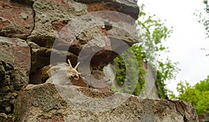 Snail on the bricks of the building. Snails over the cliff are frightened from the height. The concept of inevitability,