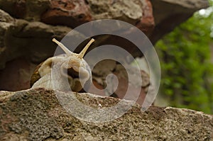 Snail on the bricks of the building. Snails over the cliff are frightened from the height. The concept of inevitability,