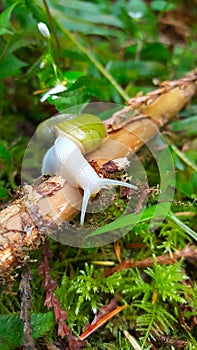 Snail moving on forest floor