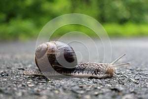 Snail crossing paved road