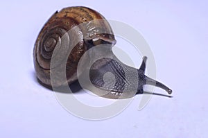 snail brown gastropod animal closeup