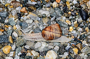 Snail with brown shell on the ground, open antenas, rocks background close up photo