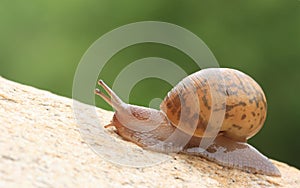 Snail