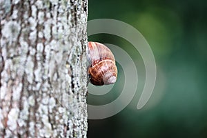 Snail with a brown shell on a tree trunk on a blurred natural background. Space for lettering and design. Selective focus