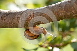 Snail on a tree trunk after the rain