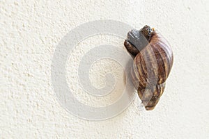 Snail. Brown wild big snail crawling on fence wall home yellow.