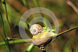 Snail on a bulb