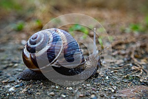 Snail in Bulgaria