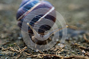 Snail in Bulgaria