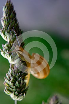 Snail in Bulgaria