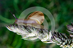 Snail in Bulgaria