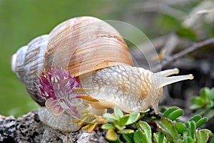 Caracol de borgonón 