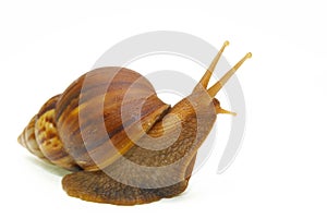 Snail-c photo