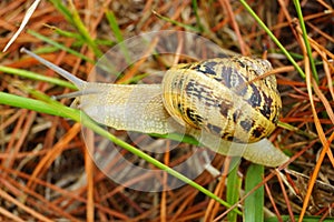 Snail c